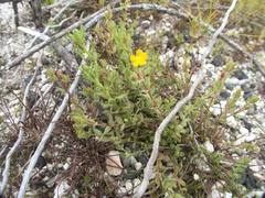 Hypericum humifusum