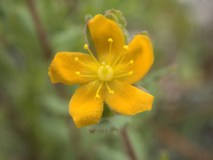 Hypericum humifusum