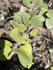 Arctostaphylos morroensis