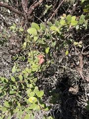Arctostaphylos morroensis