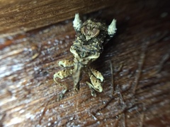 Stephanorhynchus curvipes