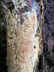 Agaricomycotina