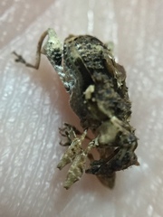 Stephanorhynchus curvipes