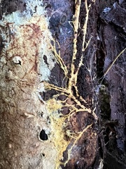 Agaricomycotina