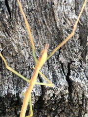 Didymuria violescens