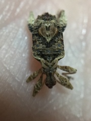 Stephanorhynchus curvipes