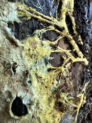Agaricomycotina
