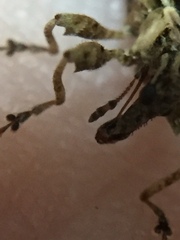 Stephanorhynchus curvipes