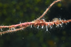 Sarcodictyon catenatum