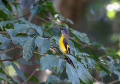 Pericrocotus solaris