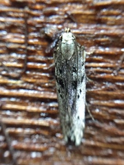 Aristotelia paradesma