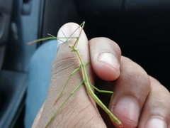 Bacillidae