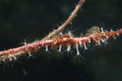 Sarcodictyon catenatum