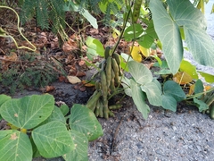 Mucuna