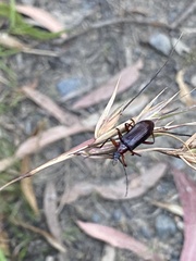 Tanychilus