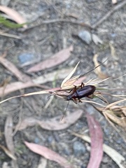 Tanychilus