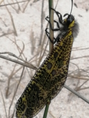 Palpares speciosus