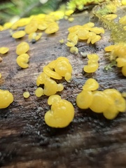 Leotiomycetes