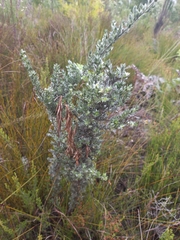 Amphithalea violacea