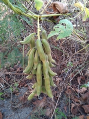 Mucuna