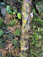 Leotiomycetes