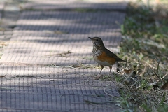 Turdus hortulorum