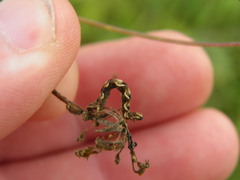 Eupithecia virgaureata