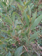 Melaleuca cajuputi