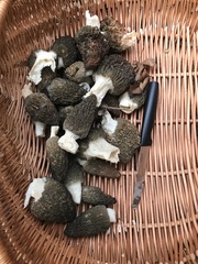 Morchella importuna