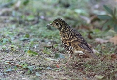 Zoothera aurea