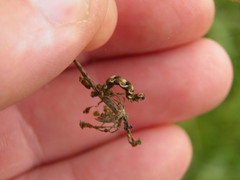 Eupithecia virgaureata