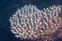 Acropora gemmifera