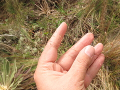 Calamagrostis effusa