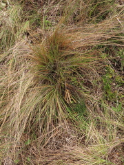 Calamagrostis effusa