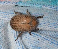 Anoplognathus velutinus