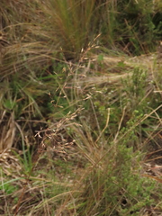 Calamagrostis effusa