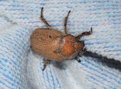 Anoplognathus velutinus