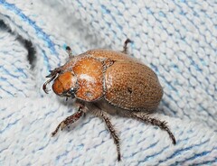 Anoplognathus velutinus