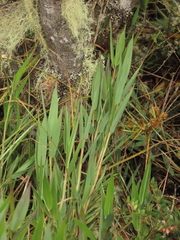 Chusquea tessellata