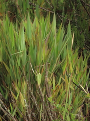 Chusquea tessellata