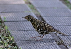Zoothera aurea