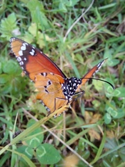Danaus chrysippus