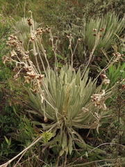 Espeletia murilloi