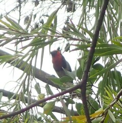 Lybius torquatus torquatus