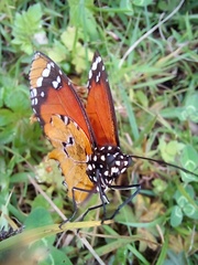 Danaus chrysippus