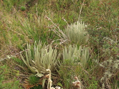 Espeletia murilloi