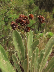 Espeletia rabanalensis
