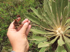 Espeletia rabanalensis