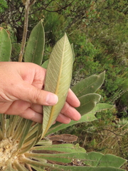 Espeletia rabanalensis