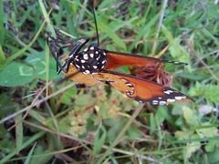 Danaus chrysippus